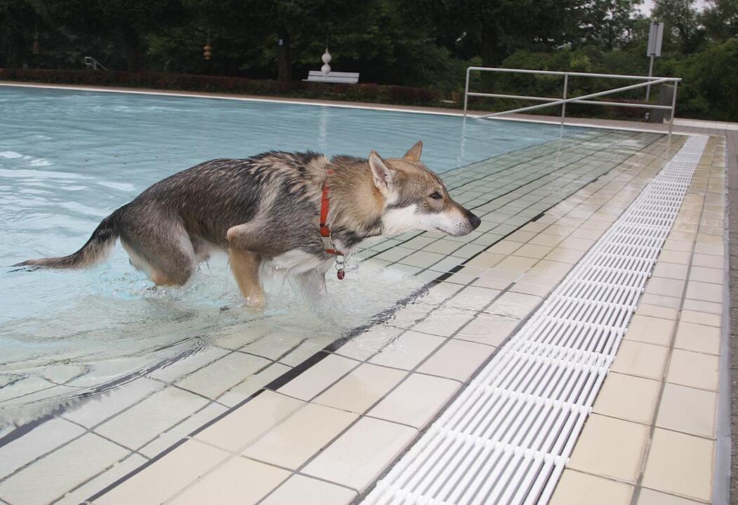 Hundeschwimmen im Kitzinger Freibad
