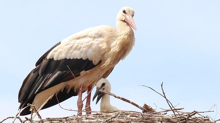 Bald gibt es wieder solche Bilder. Foto: Christian Bauriedel