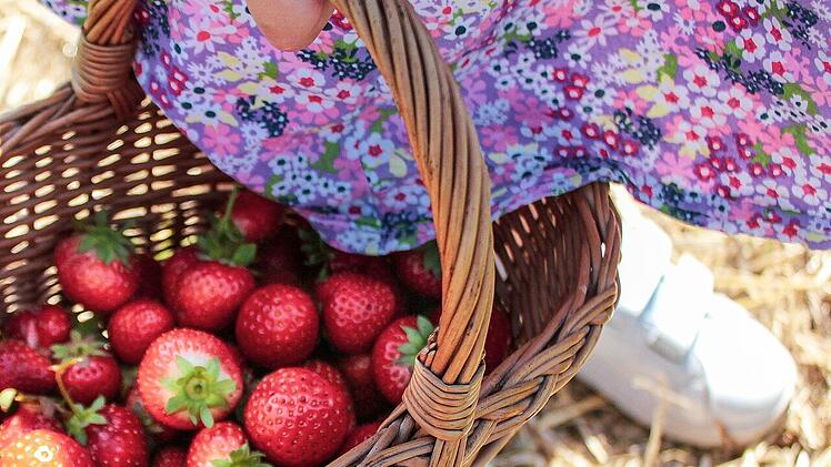Mädchen Korb Erdbeeren