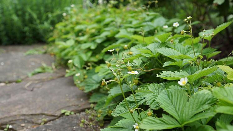 Walderdbeeren grenzen die Beete ein.