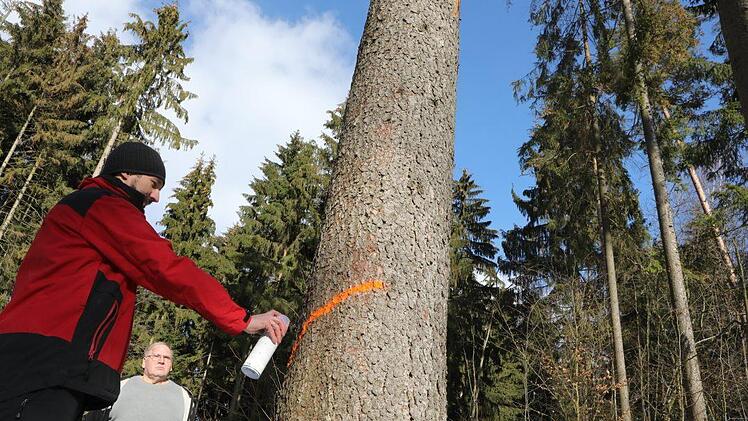 Der Baum muss weg!Foto: Barbara Herbst