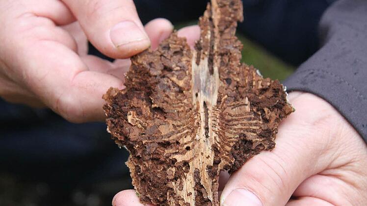 Die Fraßgänge des Borkenkäfers unter der Rinde sprechen eine Sprache für sich.