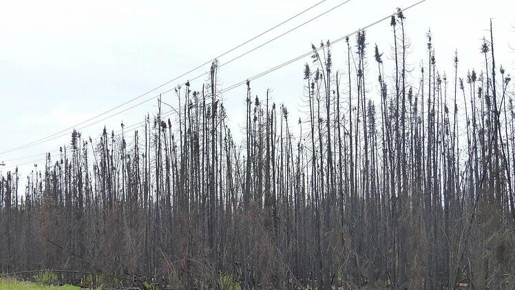 Immer wieder passieren die Radler Waldgebiete, &uuml;ber die eine Feuerwalze zog. Foto: Manfred Wagner