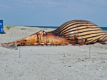 Weitere Entwicklung zum Buckelwal in der Ostsee
