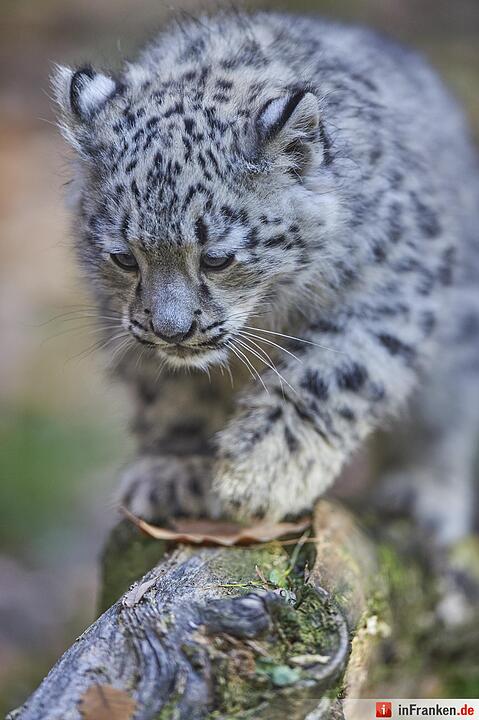 Junge Schneeleoparden im Tiergarten