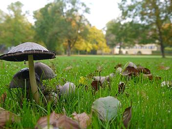 Natur pur: Der Niederfüllbacher Schlosspark würde sich nach Ansicht von Frank Reißenweber vom Coburger Landratsamt dafür anbieten, auf kommunaler Ebene Raum für mehr Artenvielfalt zu schaffen.Foto: Berthold Köhler