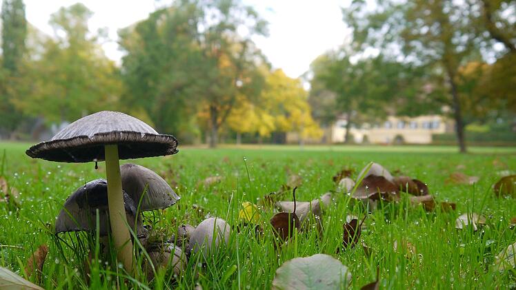 Natur pur: Der Niederfüllbacher Schlosspark würde sich nach Ansicht von Frank Reißenweber vom Coburger Landratsamt dafür anbieten, auf kommunaler Ebene Raum für mehr Artenvielfalt zu schaffen.Foto: Berthold Köhler