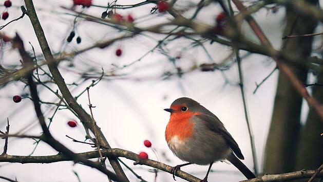 Symbolbild: Vogel, Winter, Kälte
