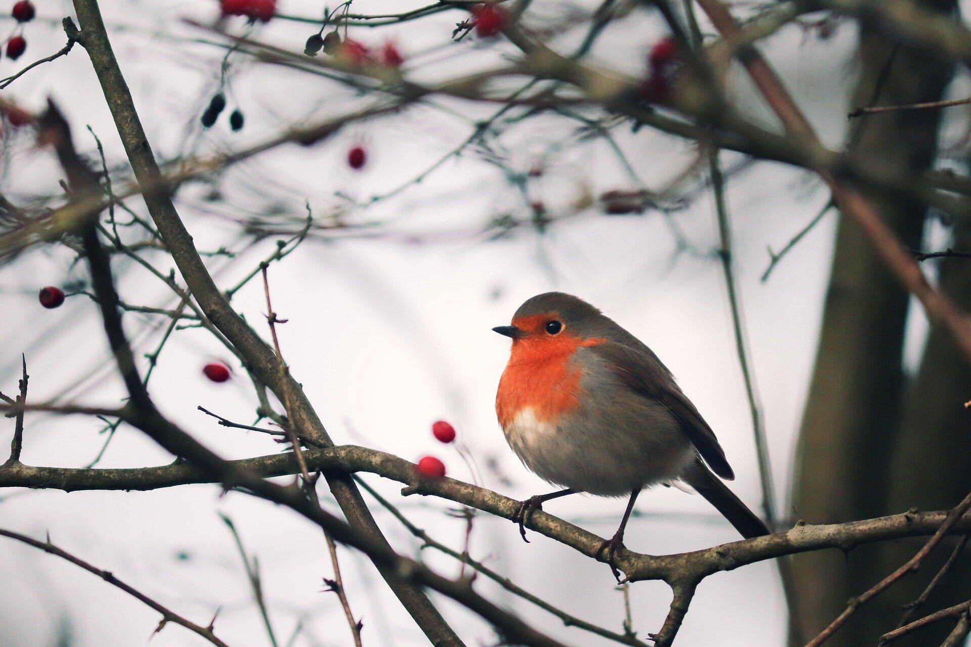 Überwintern: Vögel haben begrenze Nahrungsmöglichkeiten - so kannst du ...