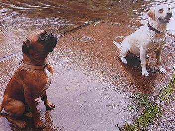 Starb er an den Folgen von Gift? Boxer Timmy (li.) war ein ruhiges Tier.