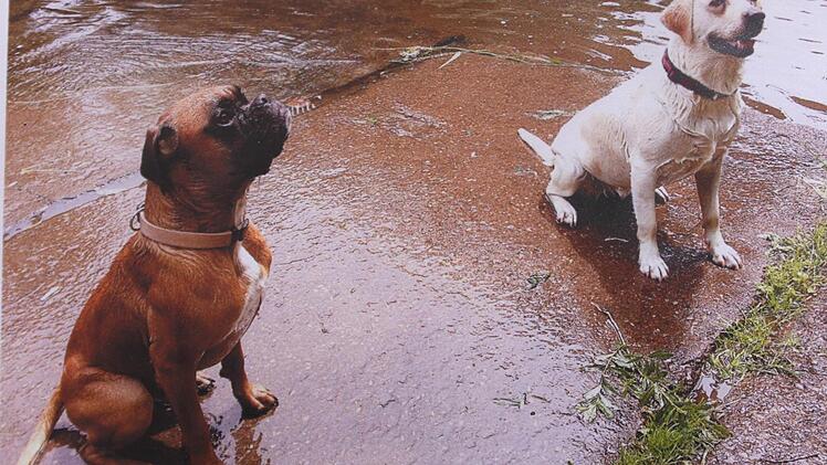 Starb er an den Folgen von Gift? Boxer Timmy (li.) war ein ruhiges Tier.