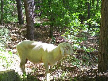Das Schaf stand wie angewurzelt im Wald. Foto: Thomas Berg