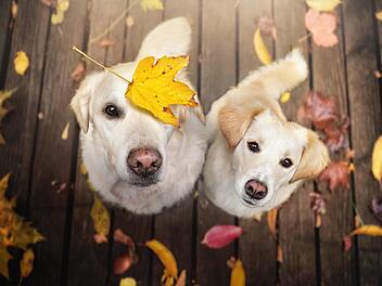 Hunde sind in Deutschland steuerpflichtig. Die Gebühren unterscheiden sich von Kommune zu Kommune mitunter stark. Foto: Gabi Stickler, adobe stock