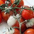 Schimmelpilz Tomaten
