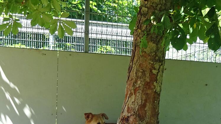 Tierheim Hof: Im Krieg alleine gelassen - Hunde Billy und Dobby aus schrecklicher Situation befreit