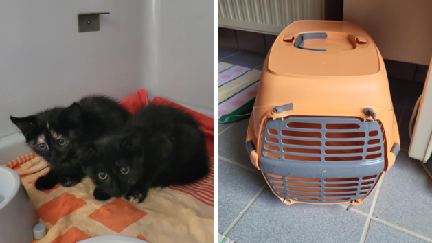 Tierheim Kulmbach: Katzen in Transportbox bei brutaler Hitze ausgesetzt