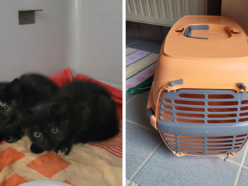 Tierheim Kulmbach: Katzen in Transportbox bei brutaler Hitze ausgesetzt