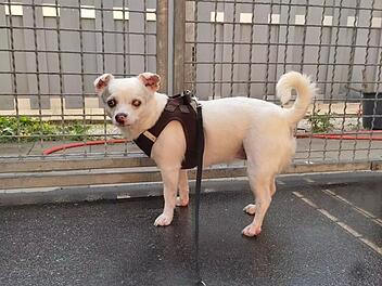 Hund in Franken: Diva Lou musste ihr Zuhause verlassen - H&uuml;ndin hat mehrere "Eigenheiten"