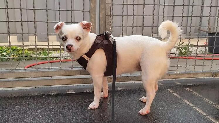 Hund in Franken: Diva Lou musste ihr Zuhause verlassen - H&uuml;ndin hat mehrere "Eigenheiten"