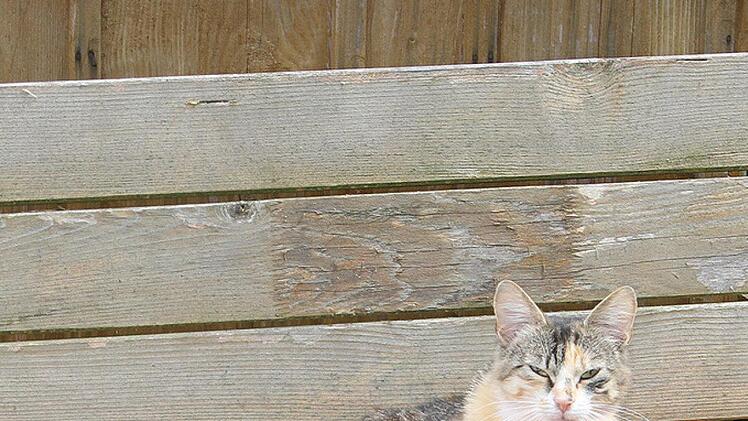 Die Pfarrkatze aus Grafengehaig genie&szlig;t ihren Ehrenplatz.