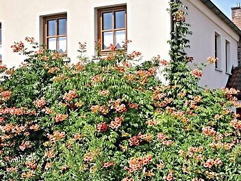 Ein imposanter Anblick: der Trompetenbaum, lateinisch "Campsis radicans", der das Anwesen von Margit (rechts) und Hermann Suckert in Untermerzbach umfasst. Foto: Helmut Will