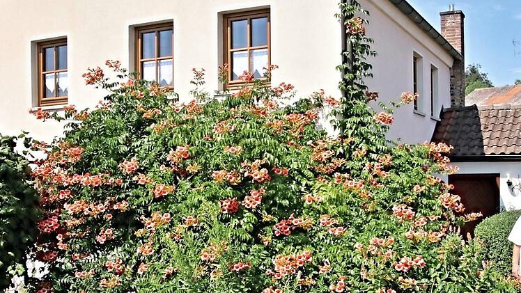 Ein imposanter Anblick: der Trompetenbaum, lateinisch "Campsis radicans", der das Anwesen von Margit (rechts) und Hermann Suckert in Untermerzbach umfasst. Foto: Helmut Will