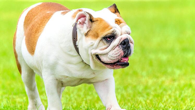 Die Englische Bulldogge erlebte ihre höchste Beliebtheit, als Hundekämpfe in Mode waren.