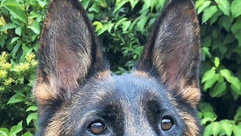 Baisha vom Fichtenschlag geht in Kronach in ihrer Klasse als eine der Favoritinnen an den Start.  Foto: privat