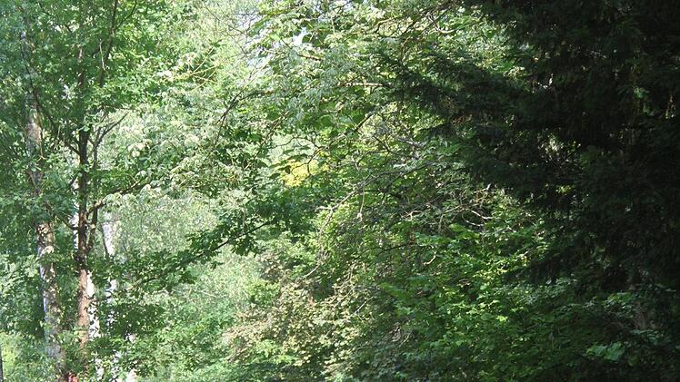 Die Strecke f&uuml;hrte durch k&uuml;hle W&auml;lder - ein echtes Plus fanden die Wanderer. Foto: Sonny Adam