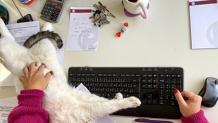 Tierheim Hof: Happy End für Katzen-Oma "Hella"