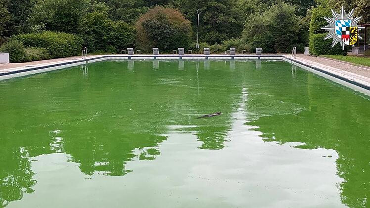 Biber schwimmt in Fackelmann Therme Hersbruck