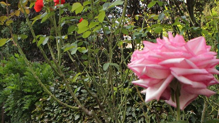 Überall im Garten stößt man auf gepflegte Orte voller Schönheit.