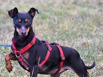 Die knapp viereinhalbj&auml;hrige Zwergpinscherin Aroha wartet seit &uuml;ber einem Jahr auf ein neues Zuhause.  Foto: Tierheim Kronach