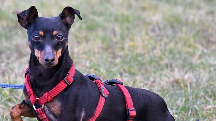 Die knapp viereinhalbjährige Zwergpinscherin Aroha wartet seit über einem Jahr auf ein neues Zuhause.  Foto: Tierheim Kronach