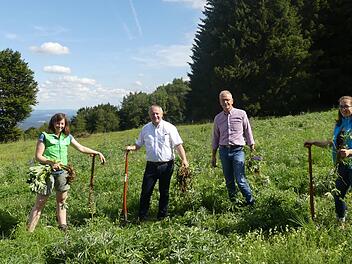 Auch Landrat Thomas Bold (2. von links) unterstützt die Lupinenbekämpfung in den Schwarzen Bergen. Mit ihm auf dem Foto (von links) Gebietsbetreuerin für die Schwarzen Berge Simone Hepp, BN-Vorsitzender Franz Zang und Julia Kleinwechter, Untere Naturschutzbehörde. Foto:  Ingo Queck