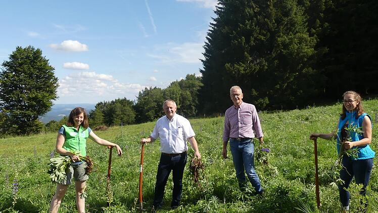 Auch Landrat Thomas Bold (2. von links) unterstützt die Lupinenbekämpfung in den Schwarzen Bergen. Mit ihm auf dem Foto (von links) Gebietsbetreuerin für die Schwarzen Berge Simone Hepp, BN-Vorsitzender Franz Zang und Julia Kleinwechter, Untere Naturschutzbehörde. Foto:  Ingo Queck
