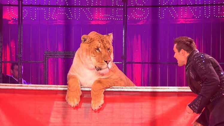 Auge in Auge mit der Löwin. Foto: Rauch