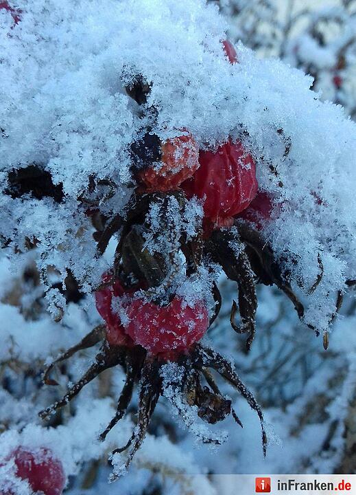Eis und Schnee in Franken - die schönsten Winterleserfotos