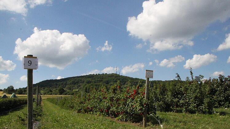 Die Johannisbeeren sind ebenfalls schon reif. Foto: Ulrike Müller