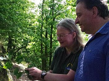 Harald Tragelehn und Birgit Gmelch haben bei ihren Rundgängen auf dem Geopfad Silberberg auch ein Auge für Tiere und Pflanzen, wie hier für eine Traubeneiche. Foto: Marco Meißner