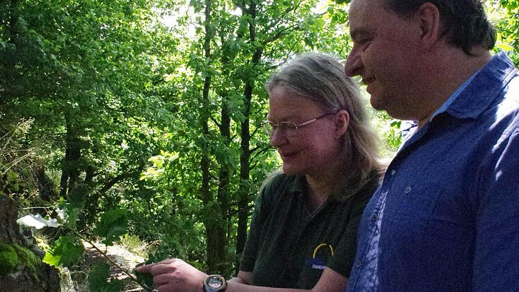 Harald Tragelehn und Birgit Gmelch haben bei ihren Rundgängen auf dem Geopfad Silberberg auch ein Auge für Tiere und Pflanzen, wie hier für eine Traubeneiche. Foto: Marco Meißner