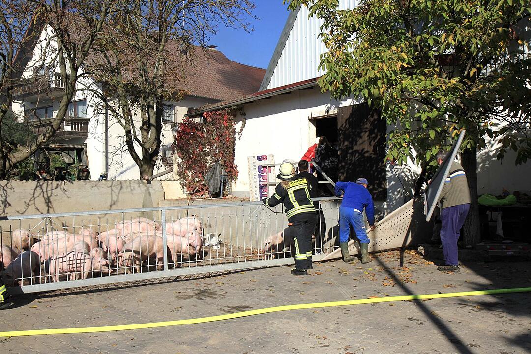 Brand in Schweinestall in Herzogenaurach