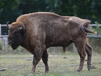 Bei Bad Alexanderbad st&uuml;rzte eine junge Frau in ein Bisongehege. Symbolfoto: Uwe Zucchi, dpa