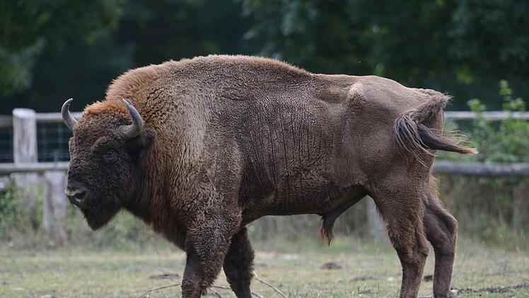 Bei Bad Alexanderbad st&uuml;rzte eine junge Frau in ein Bisongehege. Symbolfoto: Uwe Zucchi, dpa
