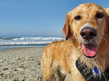 Urlaub, Reise, Reiseziel, Urlaubsziel, Empfehlungen, Hund, Urlaub mit Hund, Hunde, Badestrand, Hundestrand