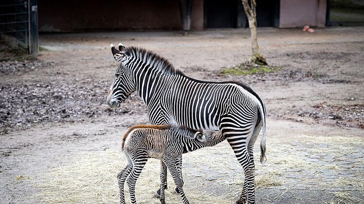 Nürnberg: Nachwuchs im Tiergarten - Zebra-Art stark gefährdet