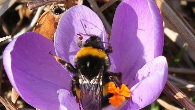 Die Hummel holt sich an der Krokusblüte ihre erste Nahrung. Foto: privat