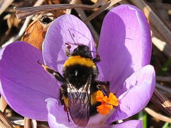 Die Hummel holt sich an der Krokusblüte ihre erste Nahrung. Foto: privat