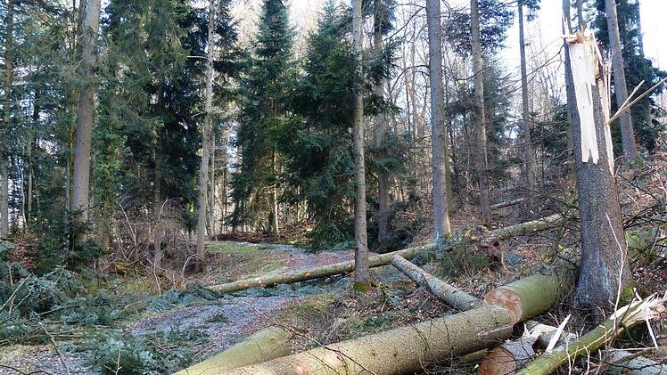Ein Waldarbeiter wurde bei einem Unfall in Mittelfranken am Oberschenkel verletzt. Symbolfoto: Hans/Pixabay.com