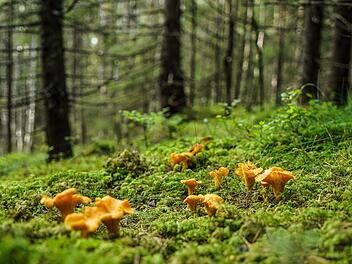 Pfifferlinge sind in den Haßbergen und dem Steigerwald selten geworden. Symbolbild: Adobe Stock